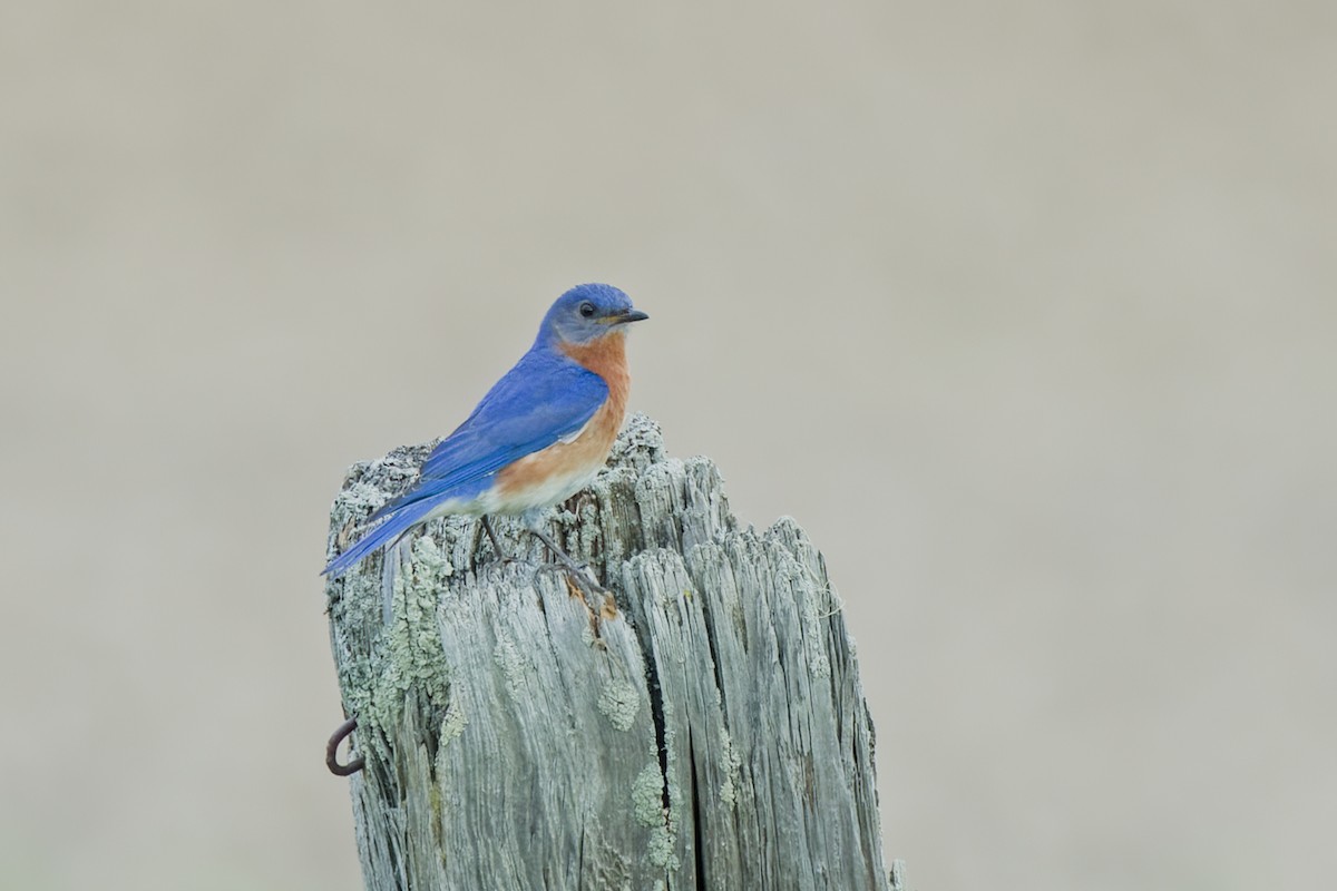 Eastern Bluebird - ML619984723