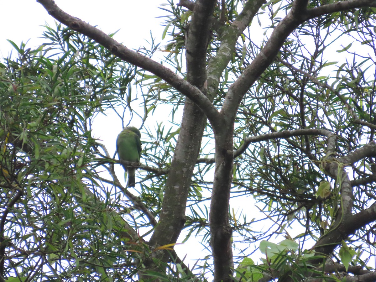 Taiwan Barbet - ML619984728