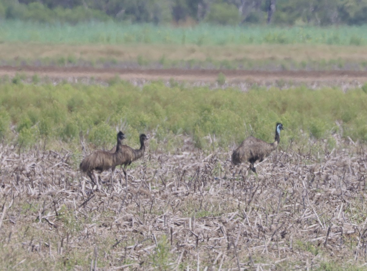 emu hnědý - ML619984730