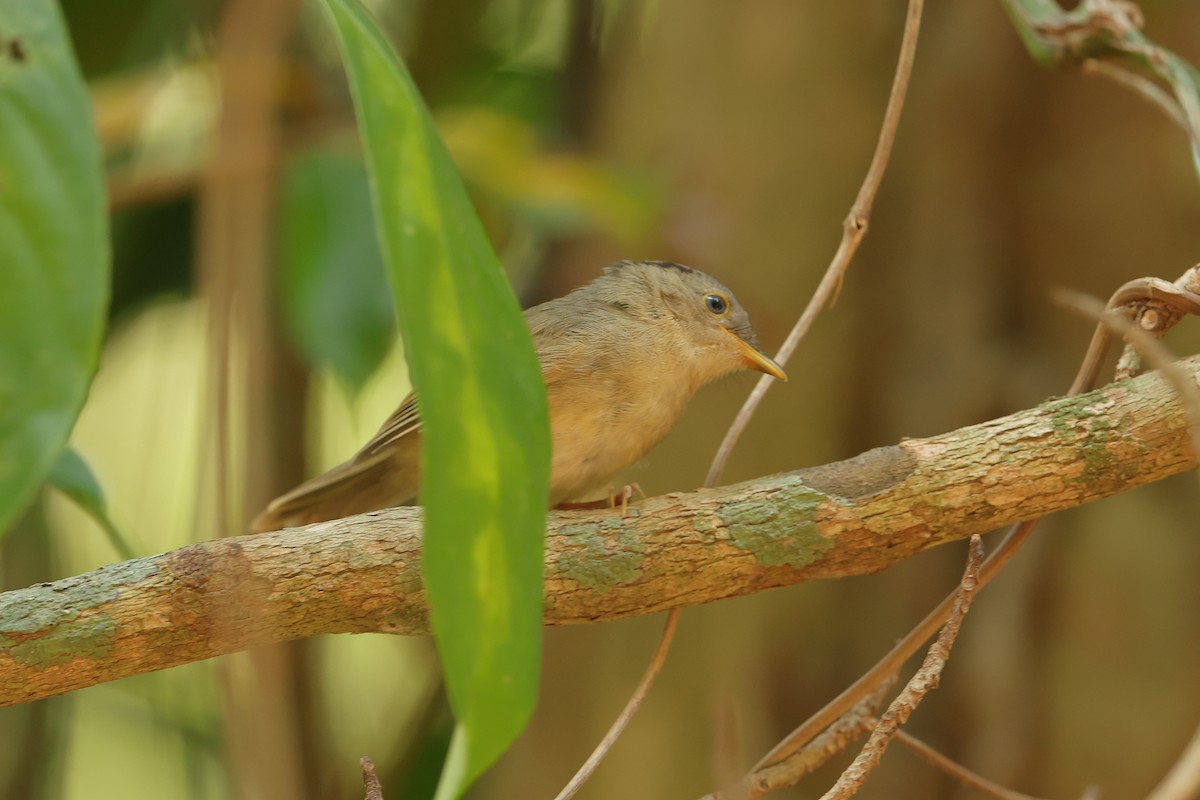 Brown-cheeked Fulvetta - ML619984733