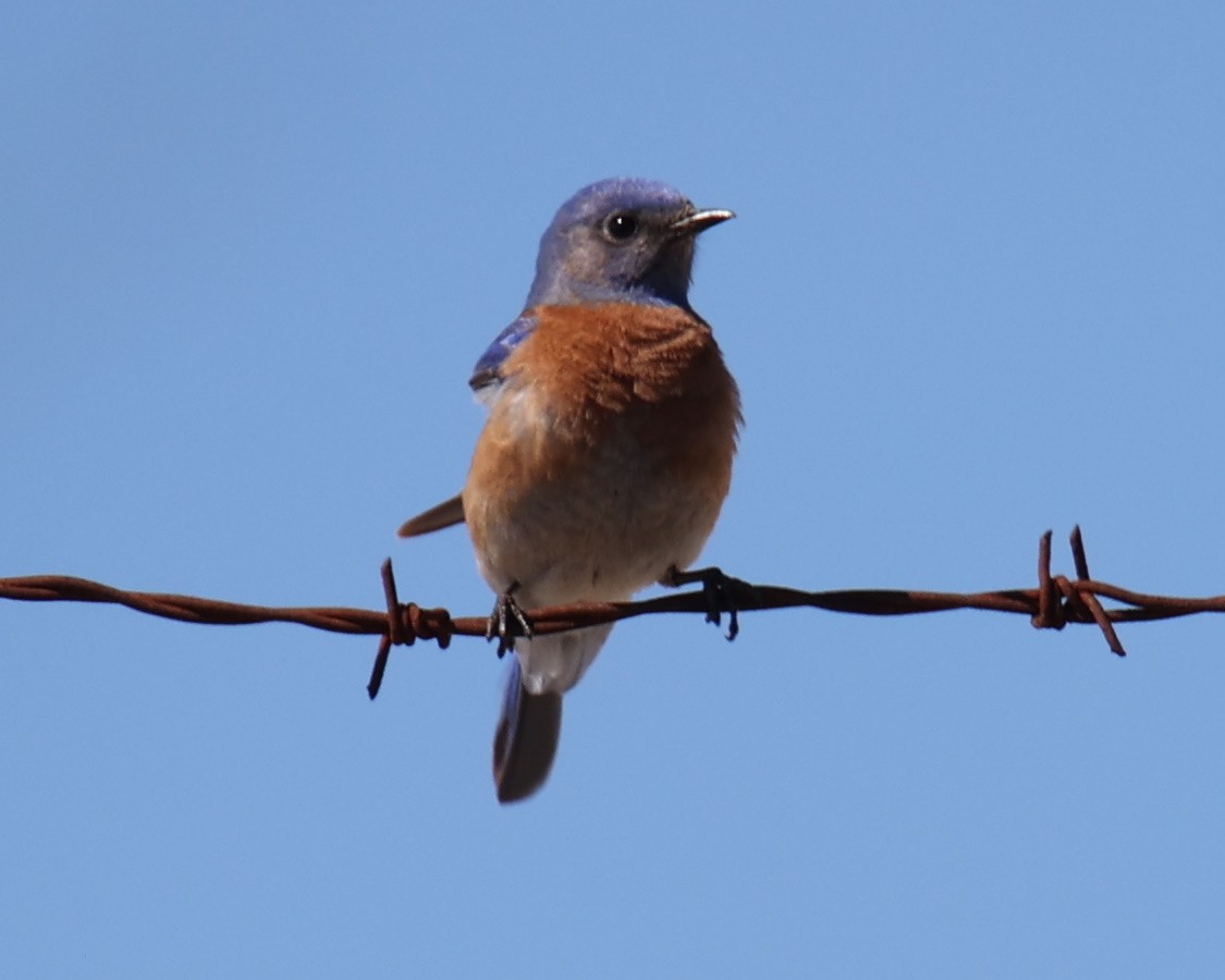 Blaukehl-Hüttensänger - ML619984735