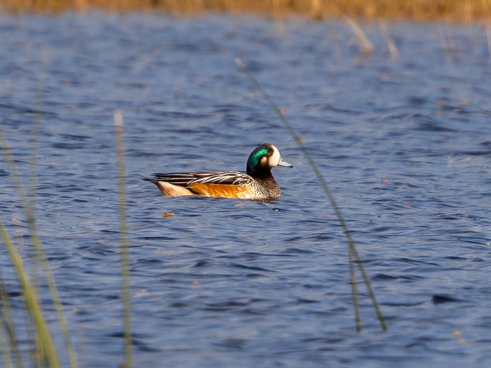 Chiloe Wigeon - ML619984738