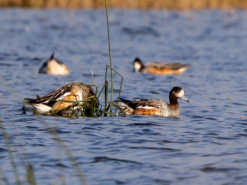 Chiloe Wigeon - ML619984739