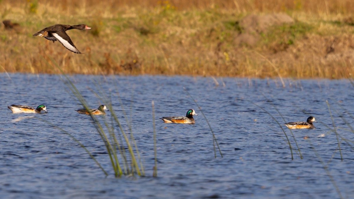 Chiloe Wigeon - ML619984740