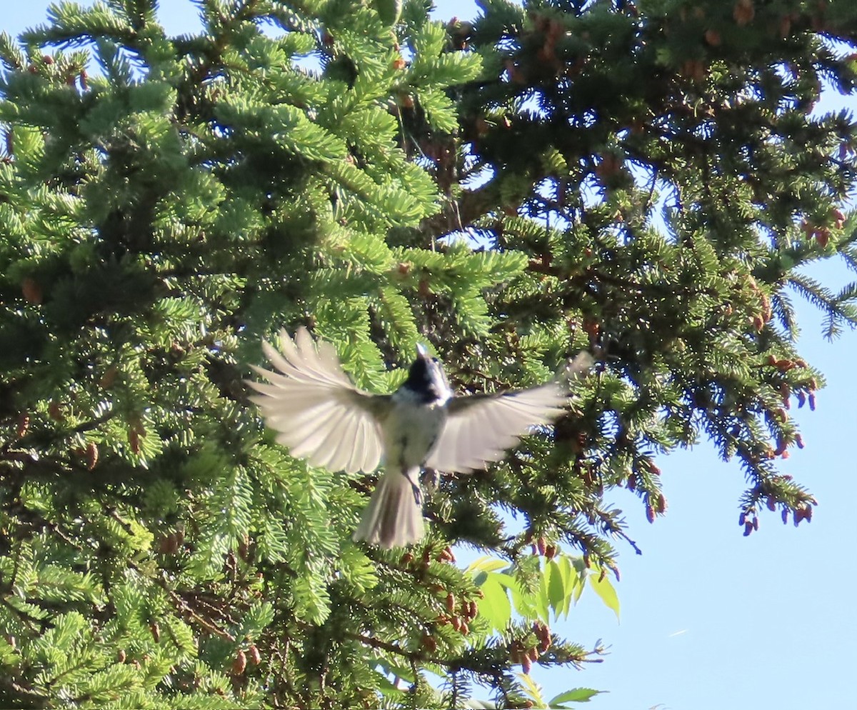 Black-capped Chickadee - ML619984743