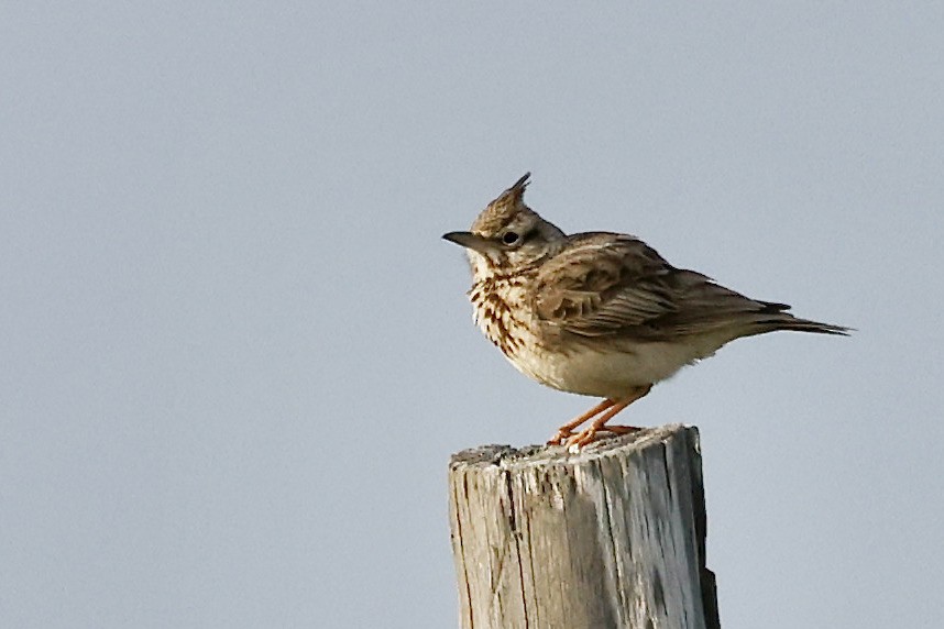 Crested Lark - ML619984750