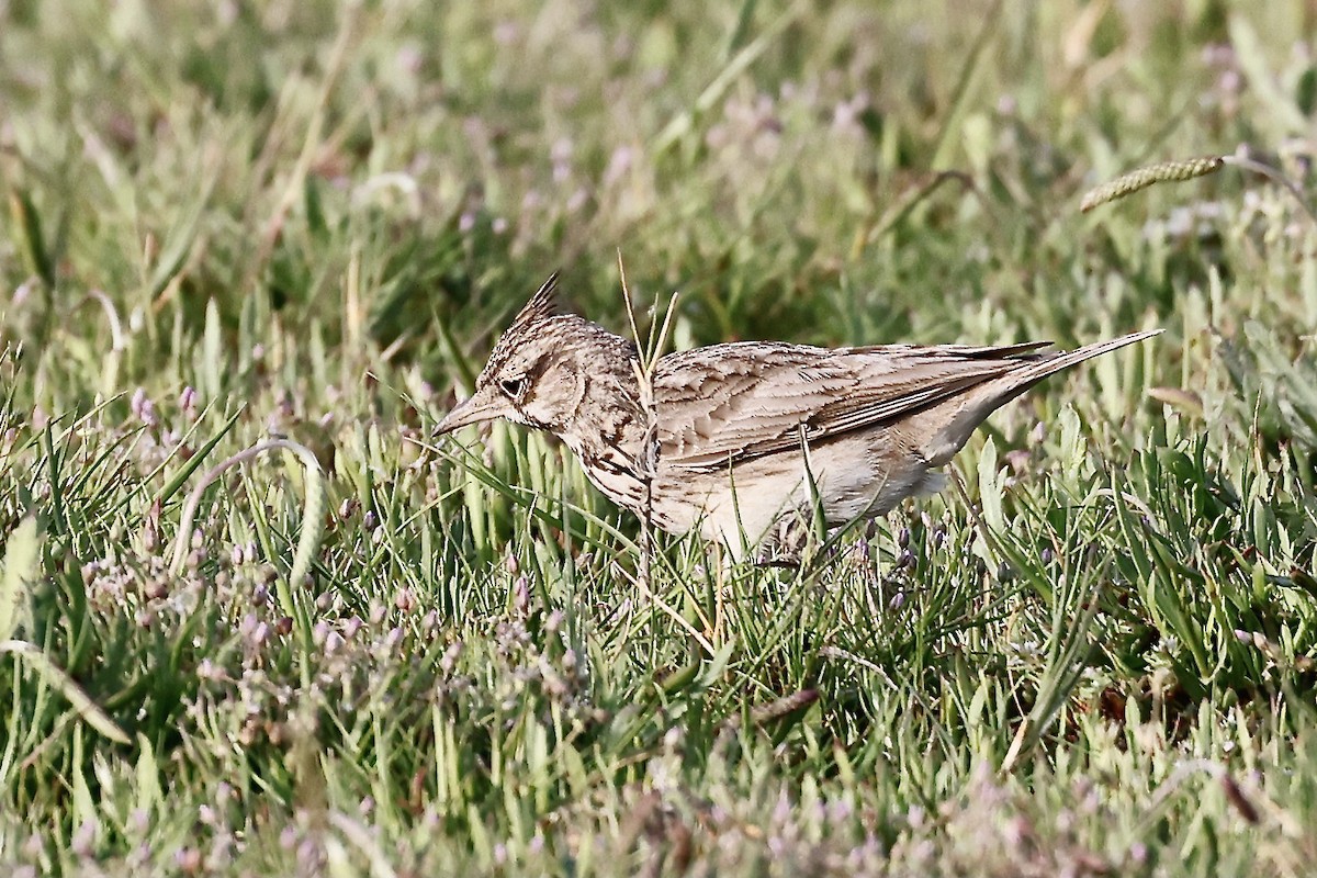 Crested Lark - ML619984751