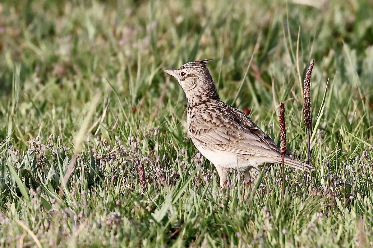 Crested Lark - ML619984752