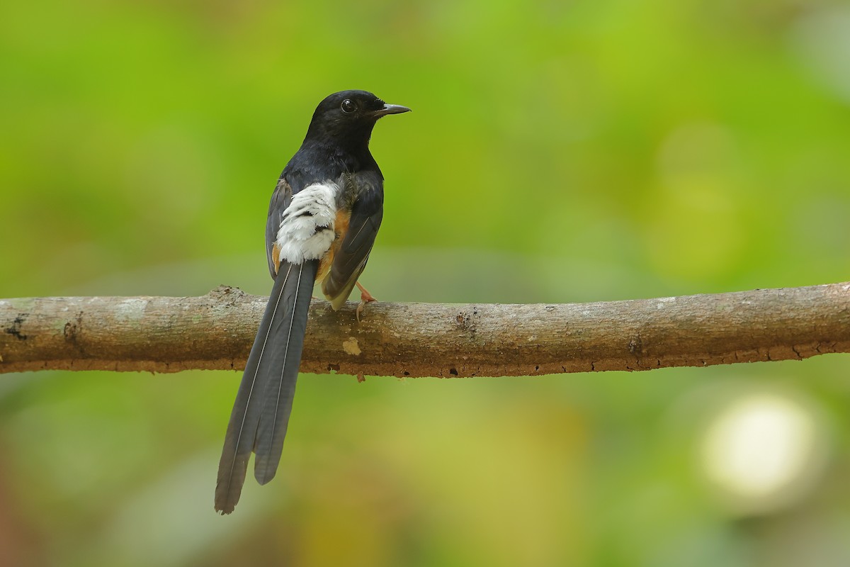 White-rumped Shama - ML619984757