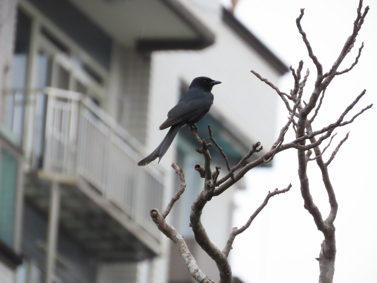 Black Drongo - ML619984761