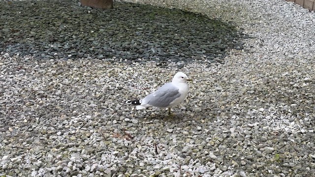 Common Gull - ML619984784