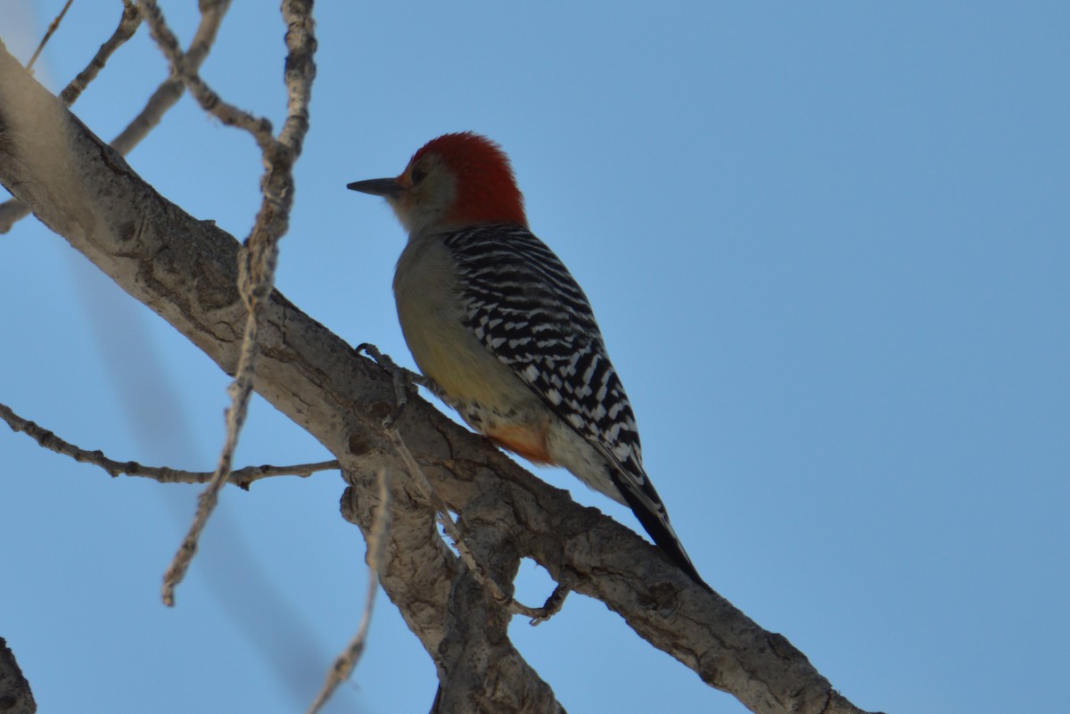 Red-bellied Woodpecker - ML619984785