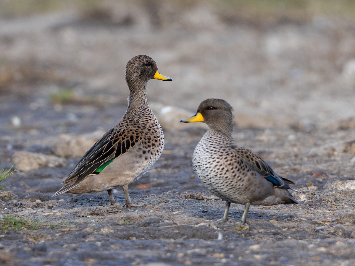 Yellow-billed Teal - ML619984787