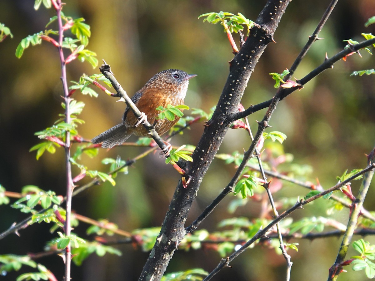 Bar-winged Wren-Babbler - ML619984789