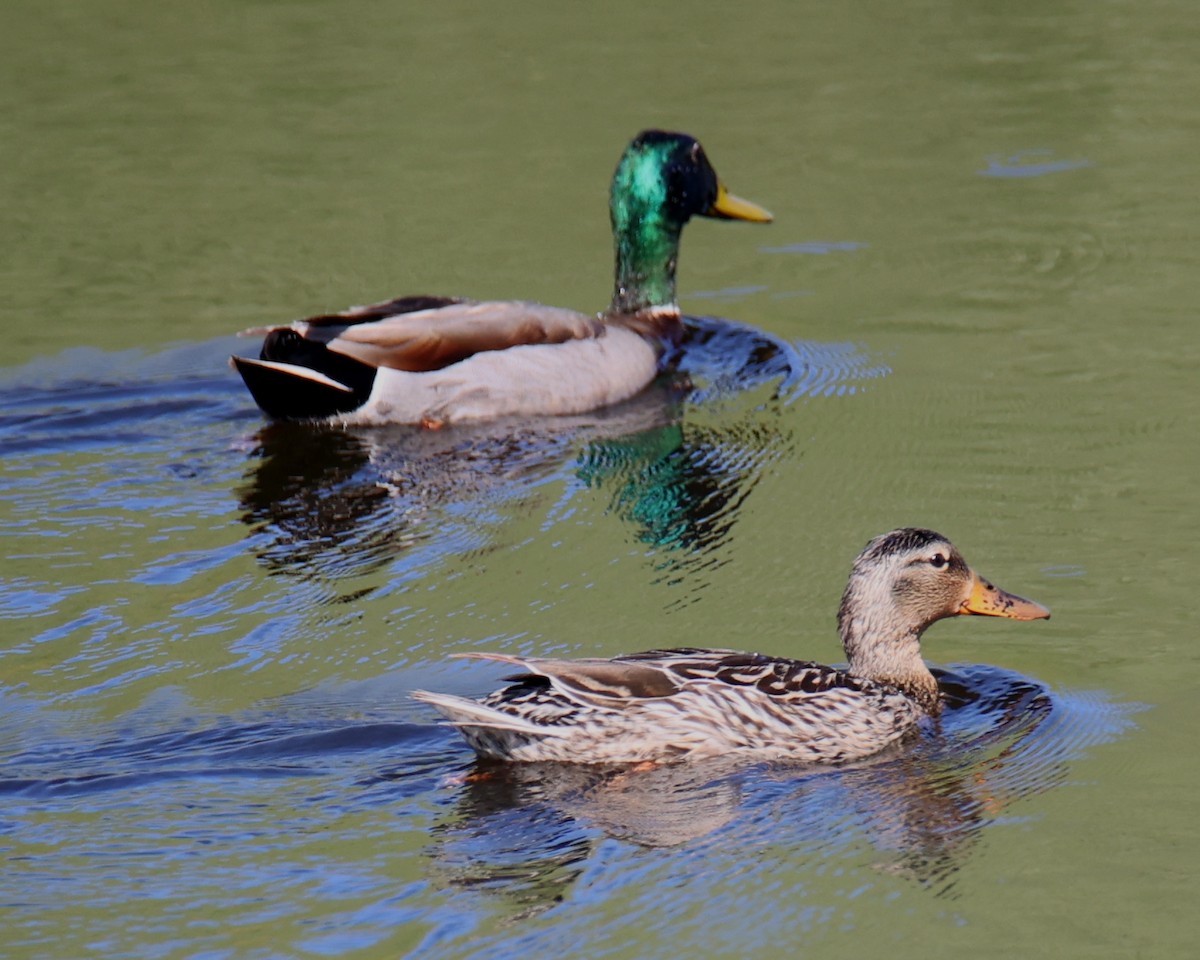 Canard colvert - ML619984791