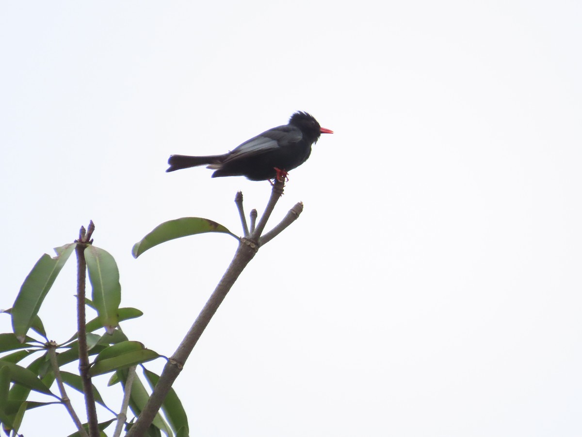 Black Bulbul - ML619984793