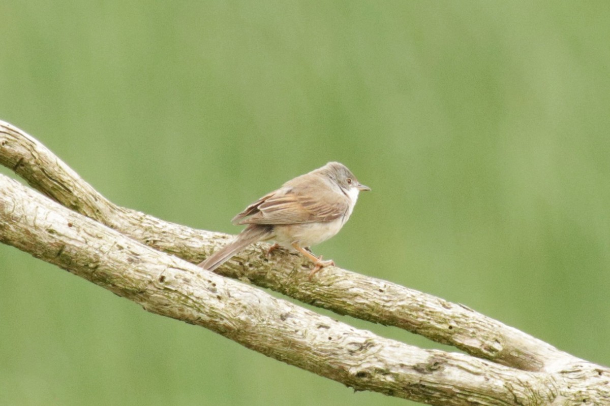 Greater Whitethroat - ML619984796