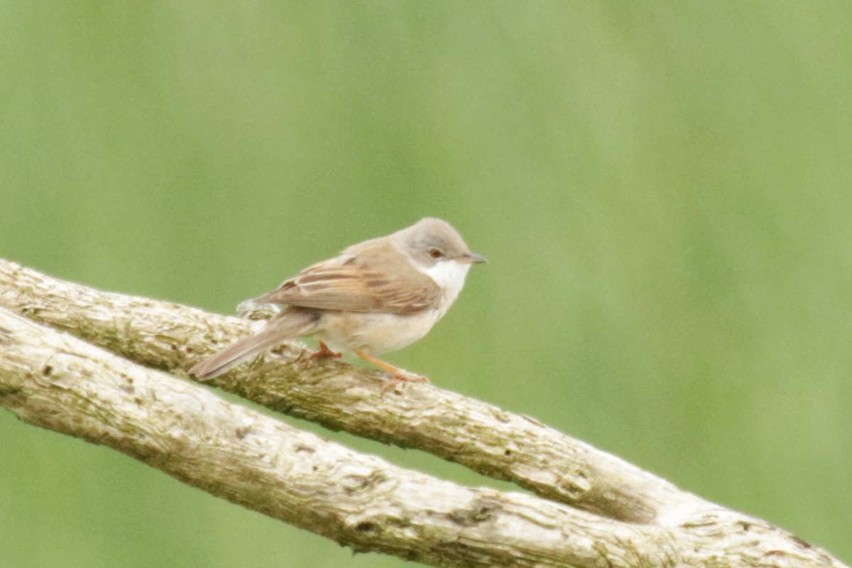 Greater Whitethroat - ML619984797