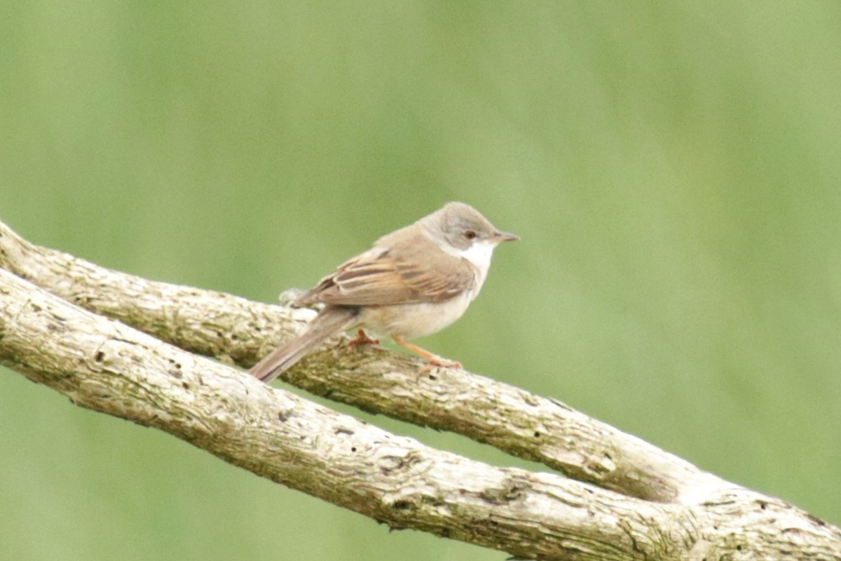 Greater Whitethroat - ML619984798