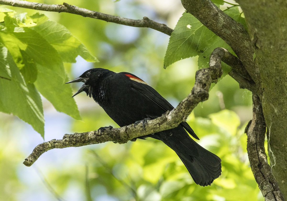 Red-winged Blackbird - ML619984799