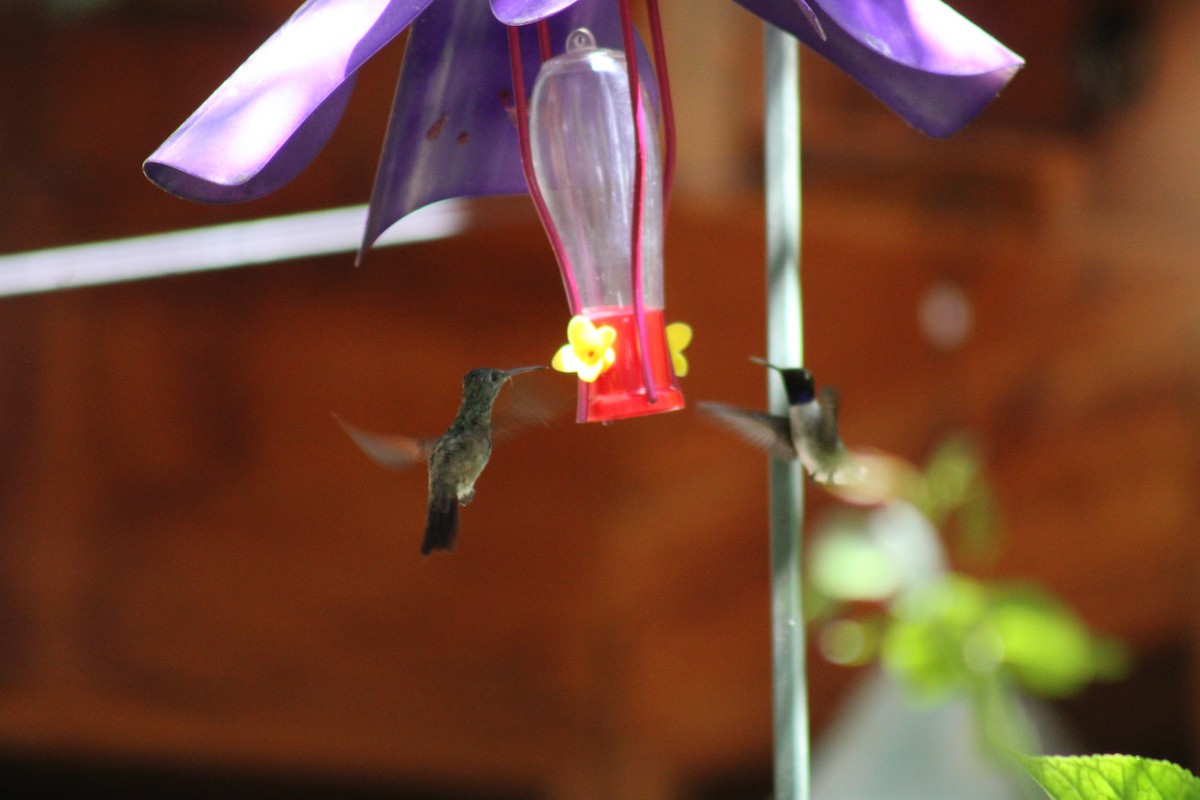 Berylline Hummingbird - ML619984810