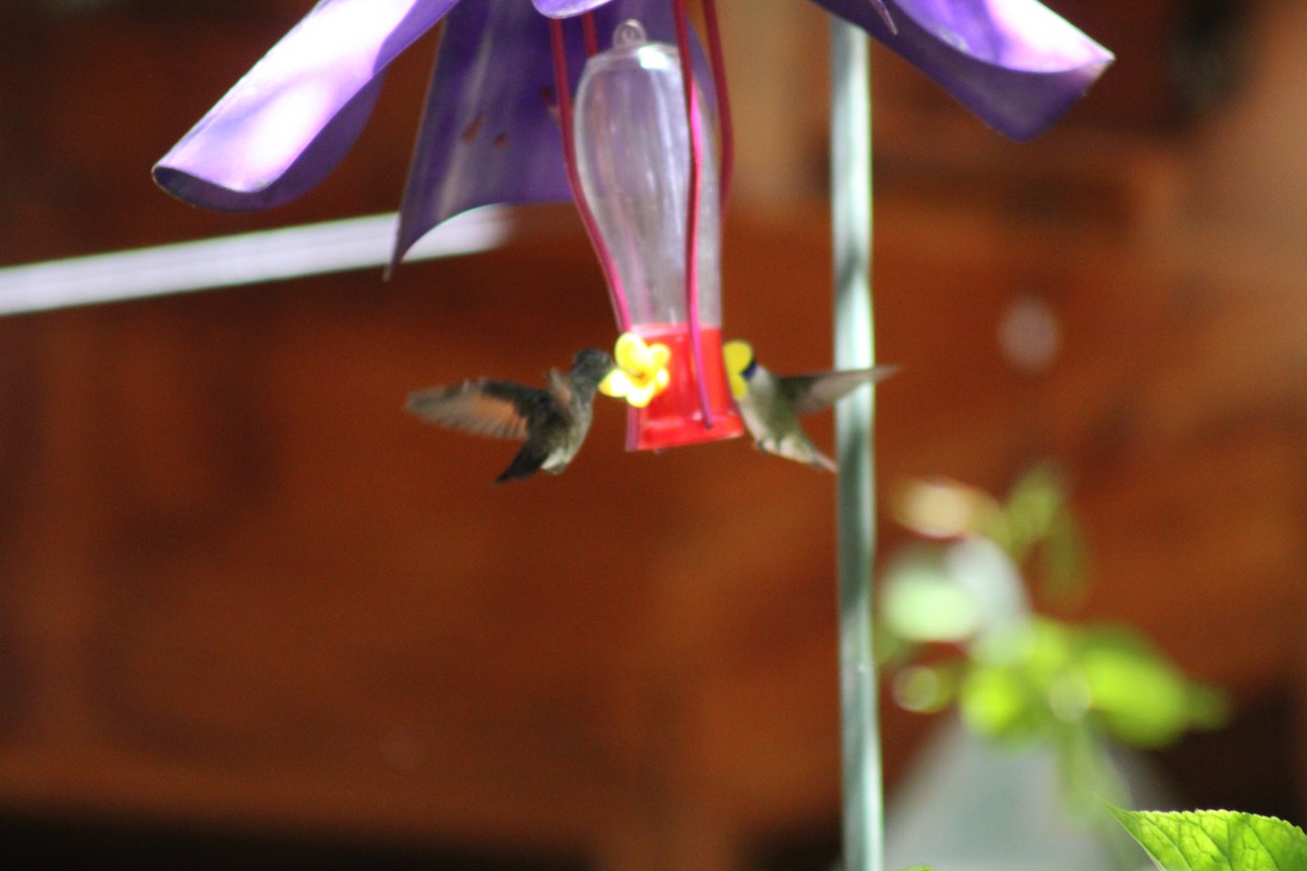 Berylline Hummingbird - ML619984811