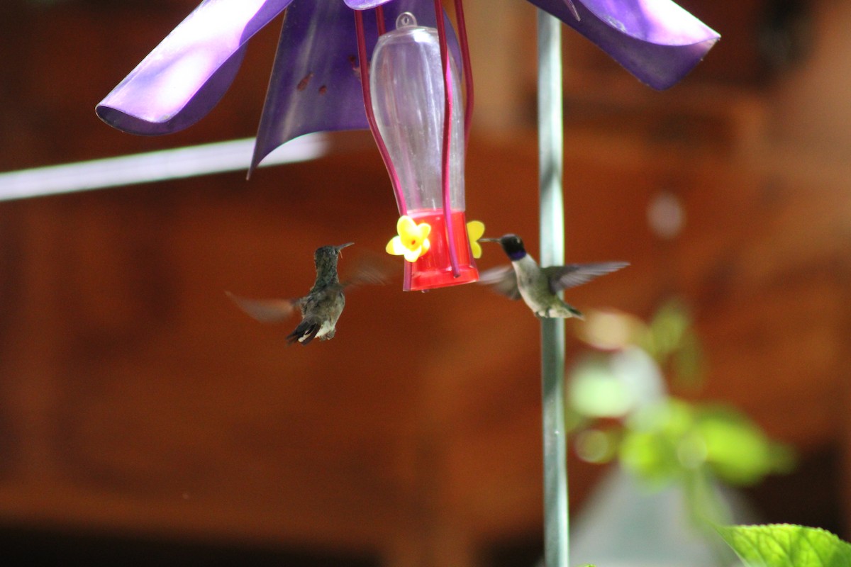 kolibřík mexický - ML619984812