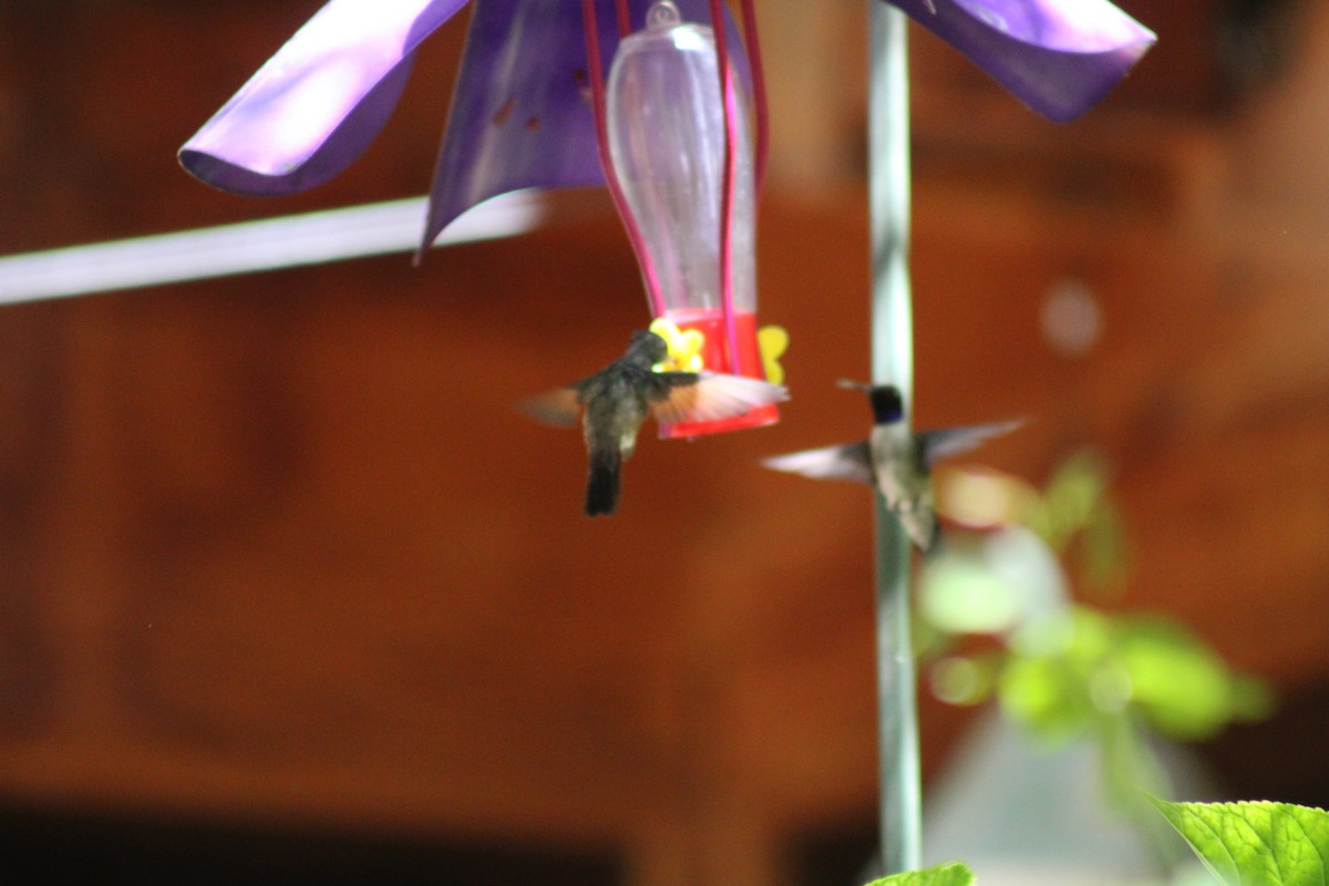 kolibřík mexický - ML619984813