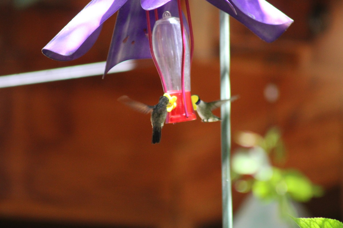 Berylline Hummingbird - ML619984814