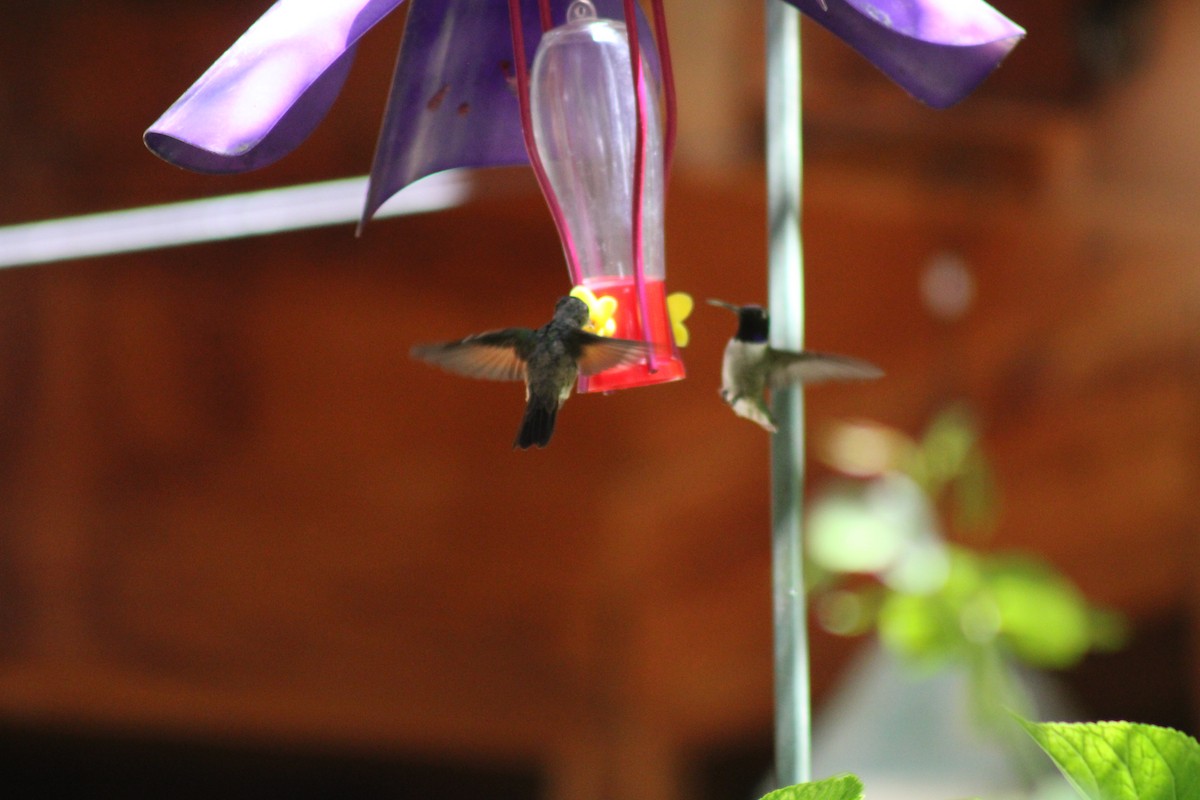 kolibřík mexický - ML619984815