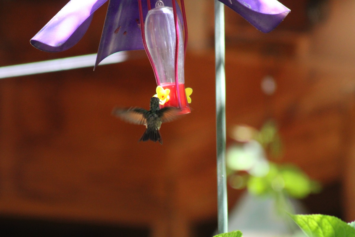 kolibřík mexický - ML619984816