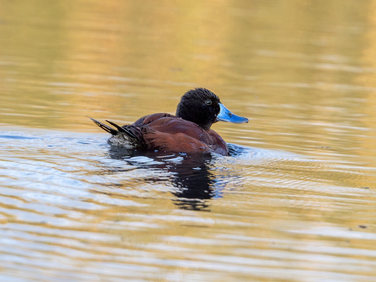 Lake Duck - ML619984819