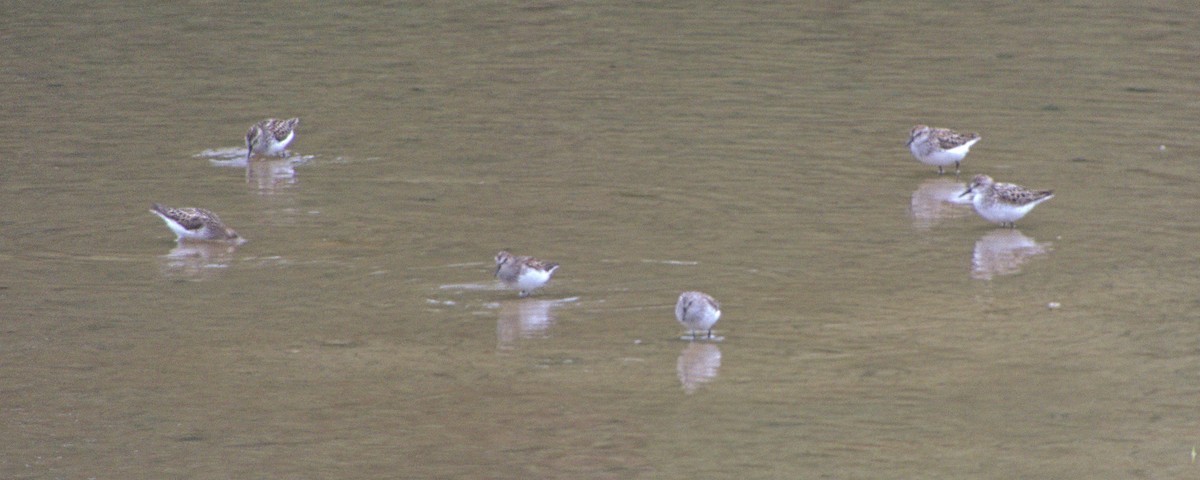 Semipalmated Sandpiper - ML619984831