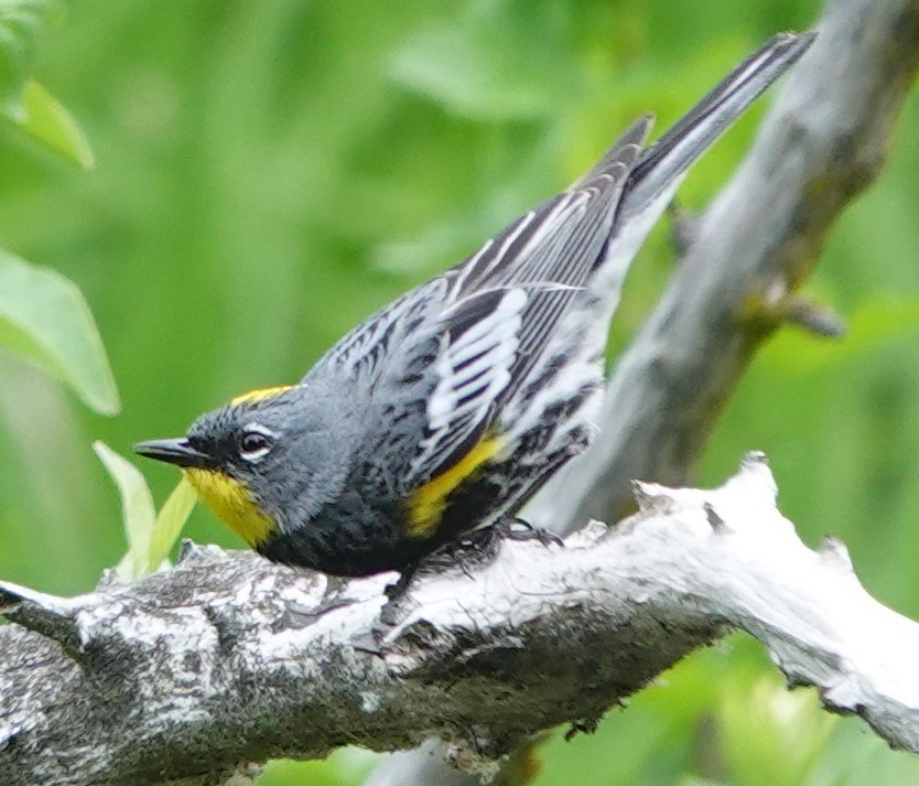 Yellow-rumped Warbler - ML619984832