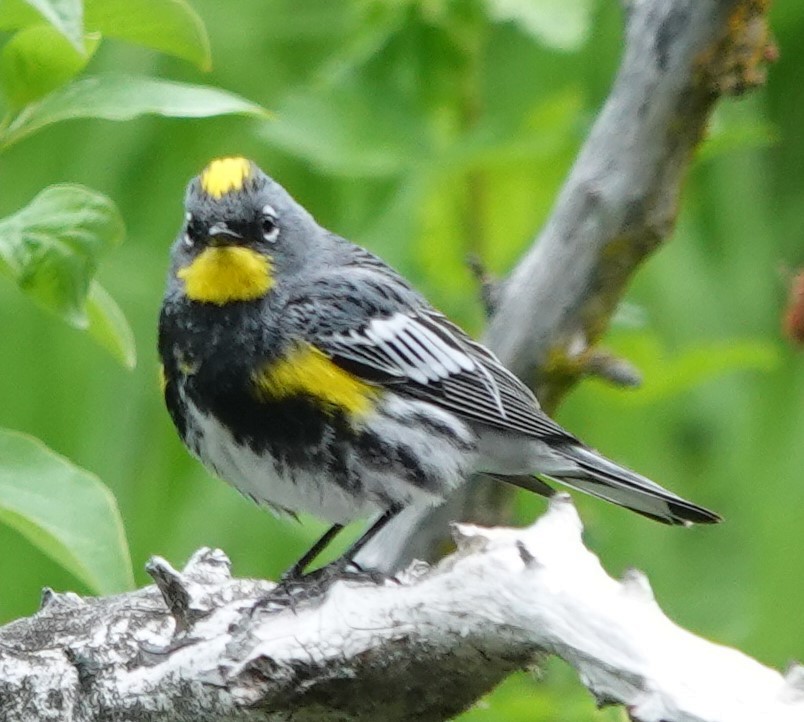 Yellow-rumped Warbler - ML619984833