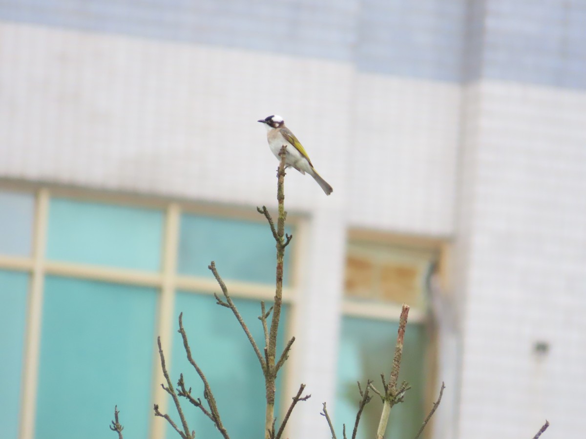 Light-vented Bulbul - ML619984836