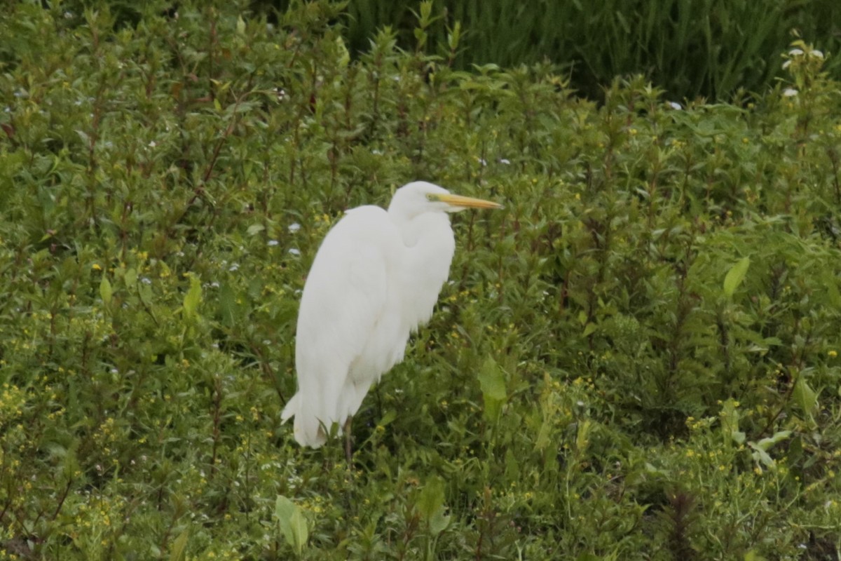 Great Egret - ML619984841