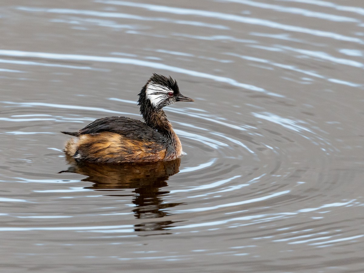 White-tufted Grebe - ML619984842