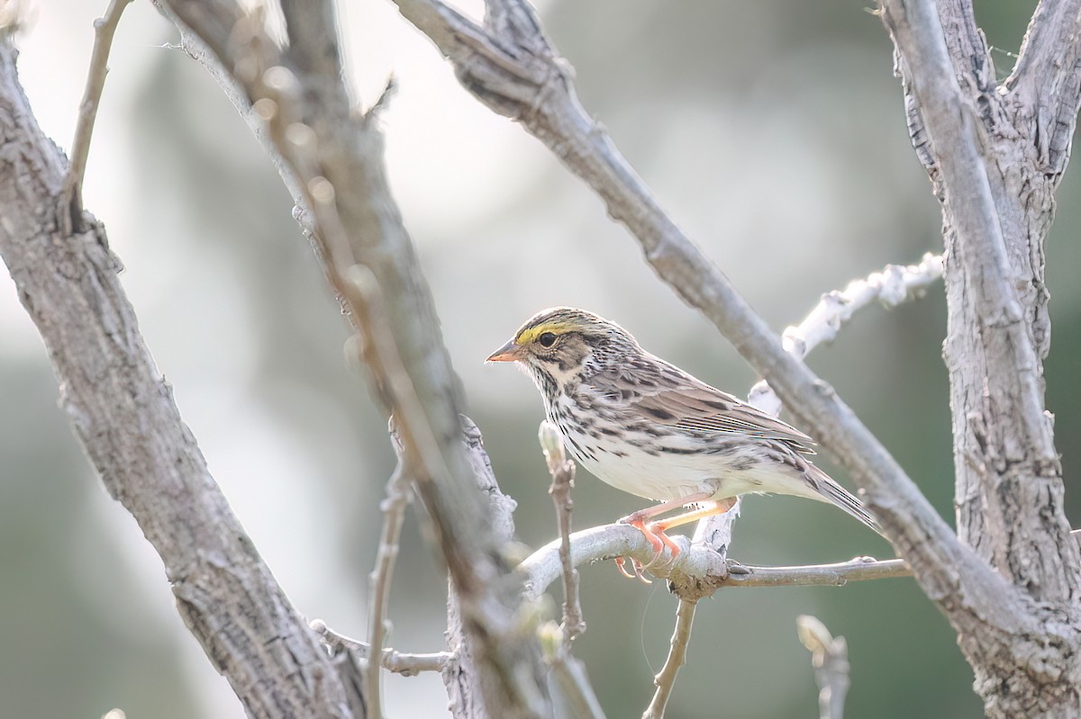 Savannah Sparrow - ML619984847