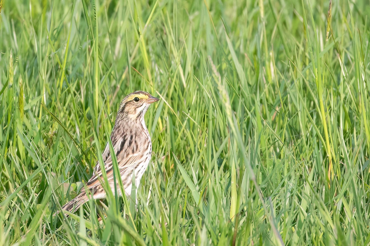 Savannah Sparrow - Marcos Eugênio Birding Guide