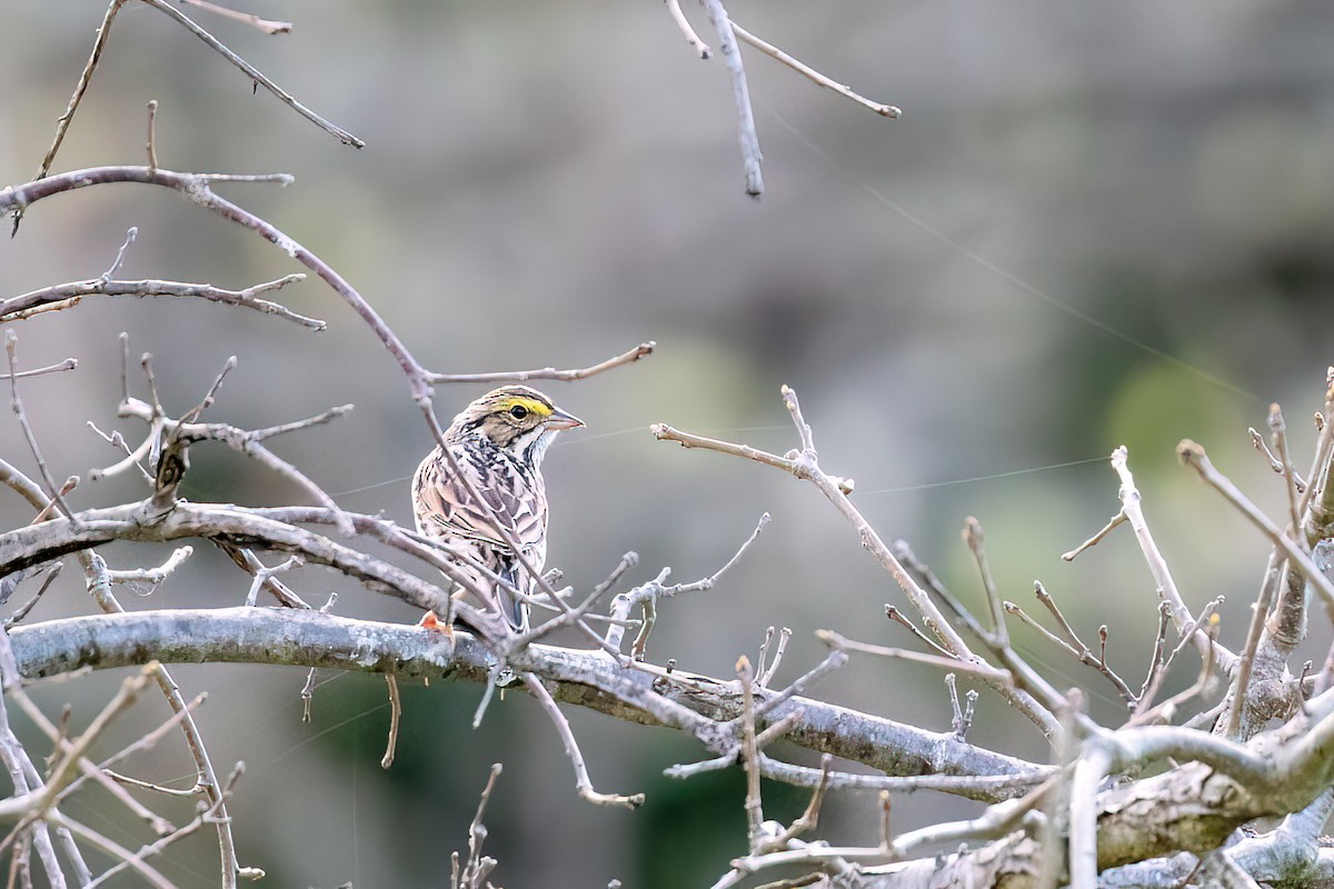 Savannah Sparrow - ML619984851