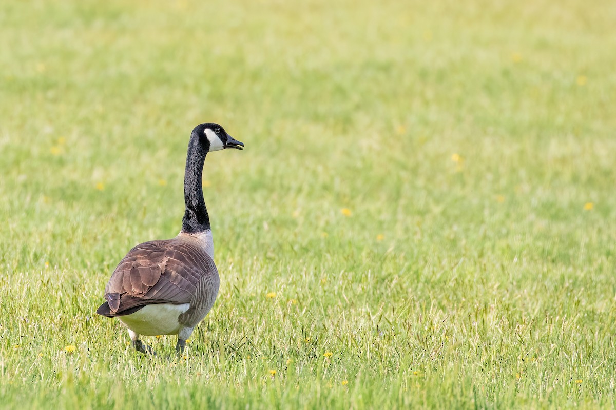 Canada Goose - ML619984853