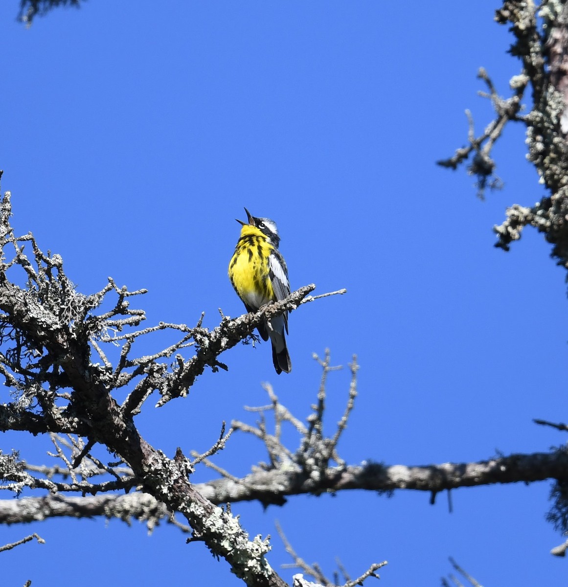 Magnolia Warbler - ML619984864