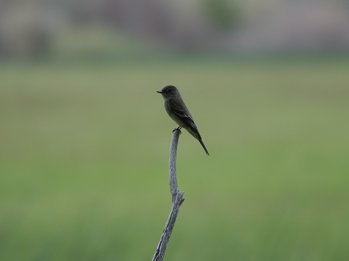 Western Wood-Pewee - ML619984865