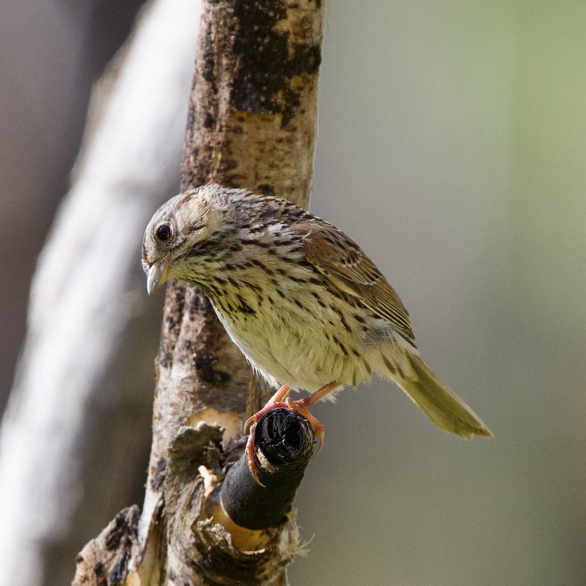 Lincoln's Sparrow - ML619984866