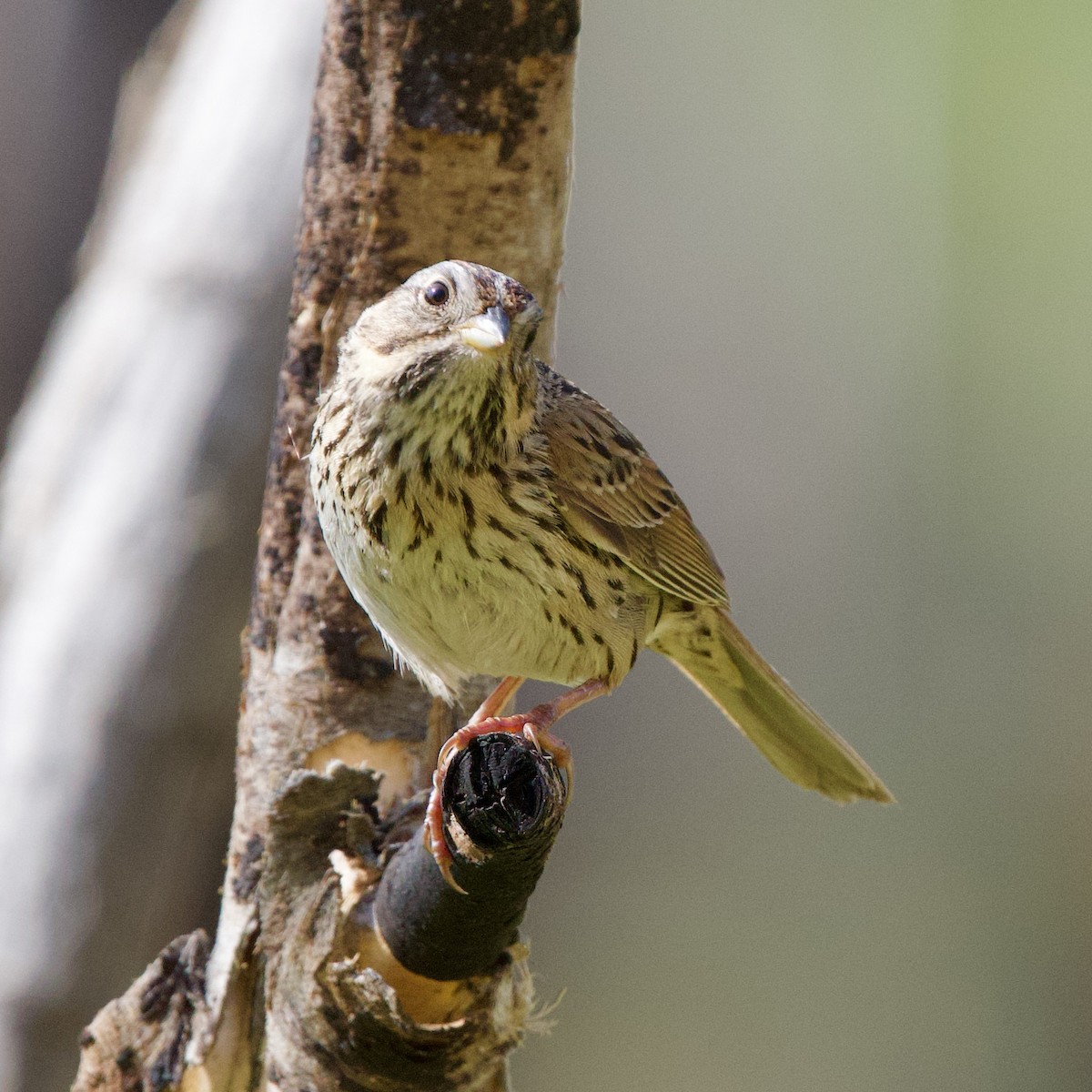 Lincoln's Sparrow - ML619984867