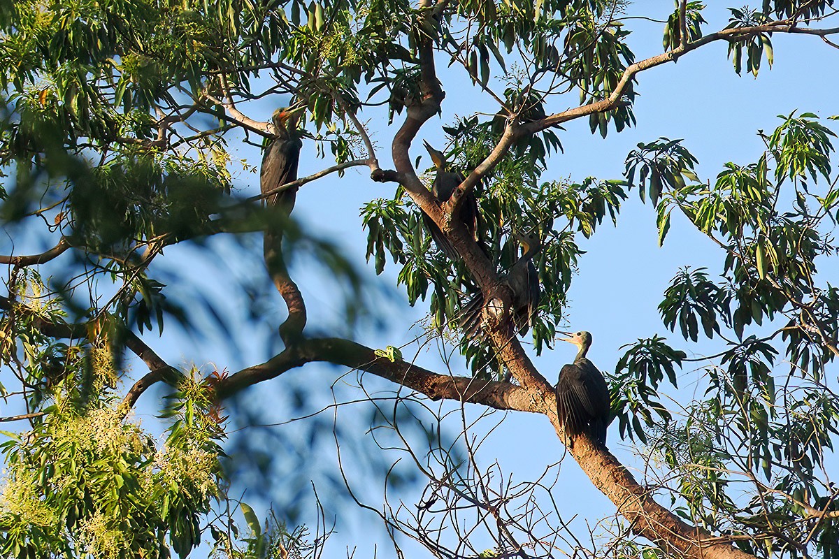 Great Slaty Woodpecker - ML619984871