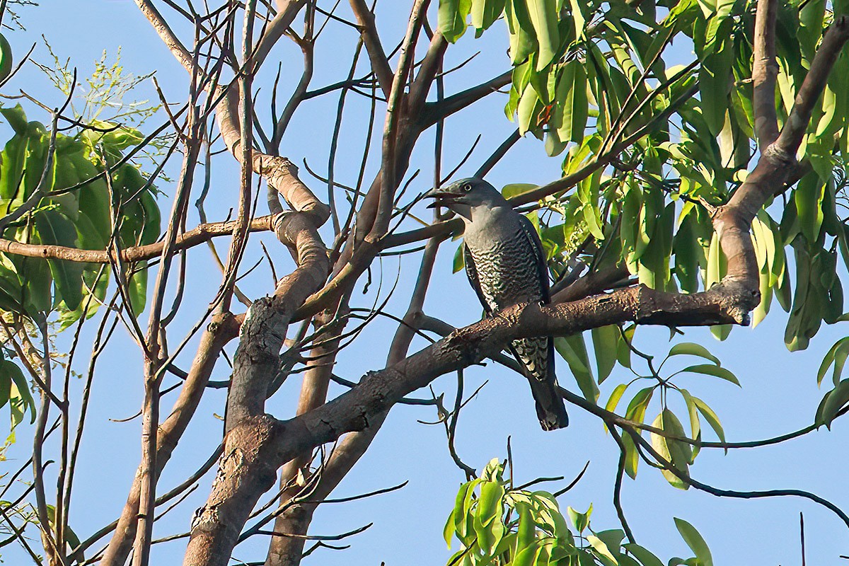 Bar-bellied Cuckooshrike (Philippine) - ML619984881
