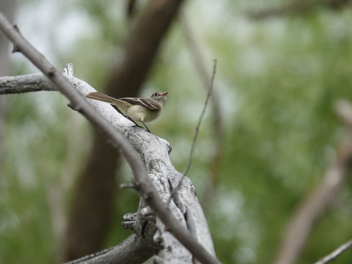 Least Flycatcher - ML619984885