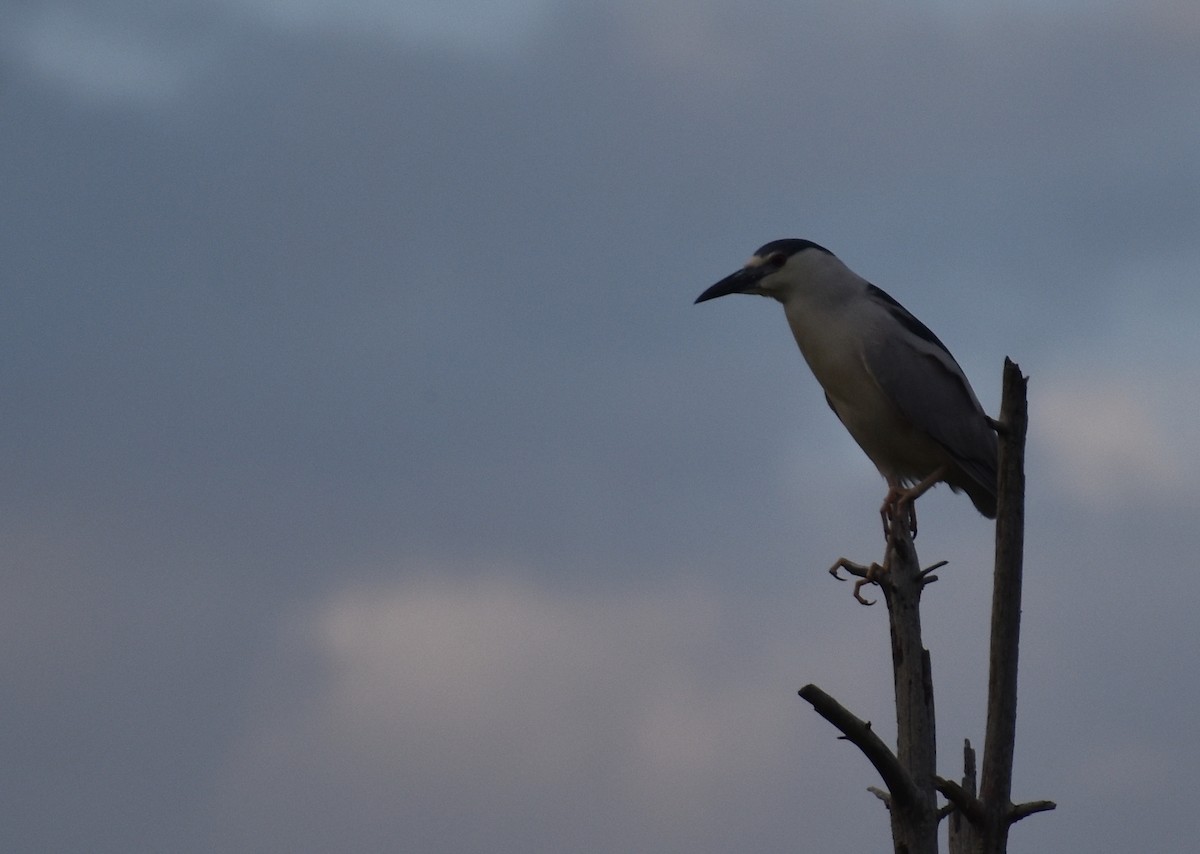 Black-crowned Night Heron - ML619984886